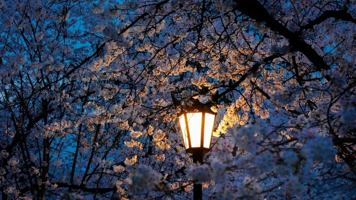 2025 Botswana YouTube AllCategory Advertising Rate Card for Zambia