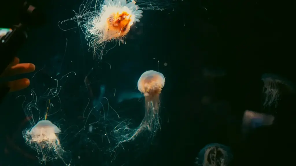 Muli bana ba Zambia — iyi ni guide yacilamo pa kung'anda how to find Kenya Netflix creators to join dance challenges, na tools, steps, na legal tips.