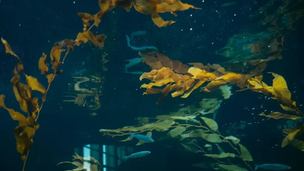 "Amaka ya malonda: amano ya pa social media ukusanga Malaysia YouTube creators nga ulelanda new products mu Zambia."