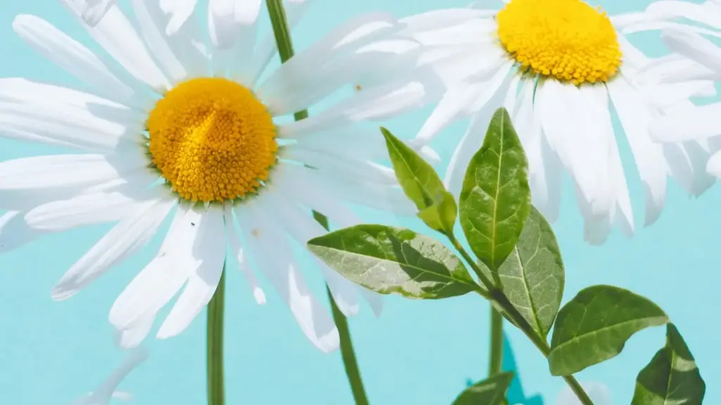 Umwenso waba creators ku Zambia: amano yandi ya kushishina ne Kuaishou ukusanga Myanmar brands pa live demos — practical steps, tools, na templates.