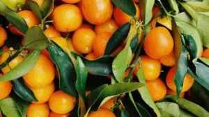 Mwaume/nomba wa Zambia: amano yapa kupwa abafyashi ba Roposo mu Tanzania ba micro-influencer product trials, amano ya local scouting, verification, nomba pricing.