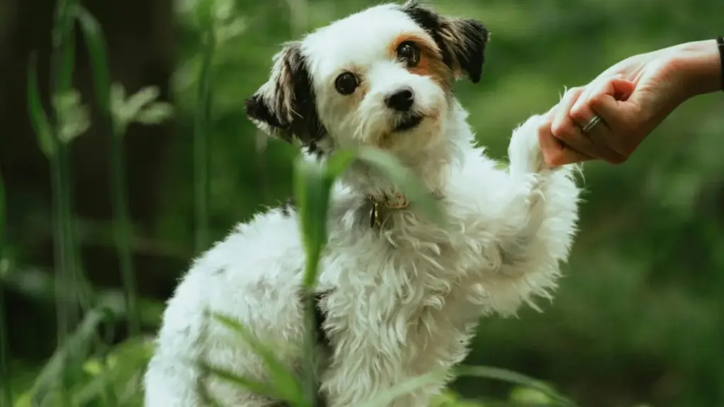 Ucushi wacalo pa kusanga abafyashi bali Australia pa Reddit ukusunga song promo — insambu, amano, nokupeleka bwino mu Zambia.