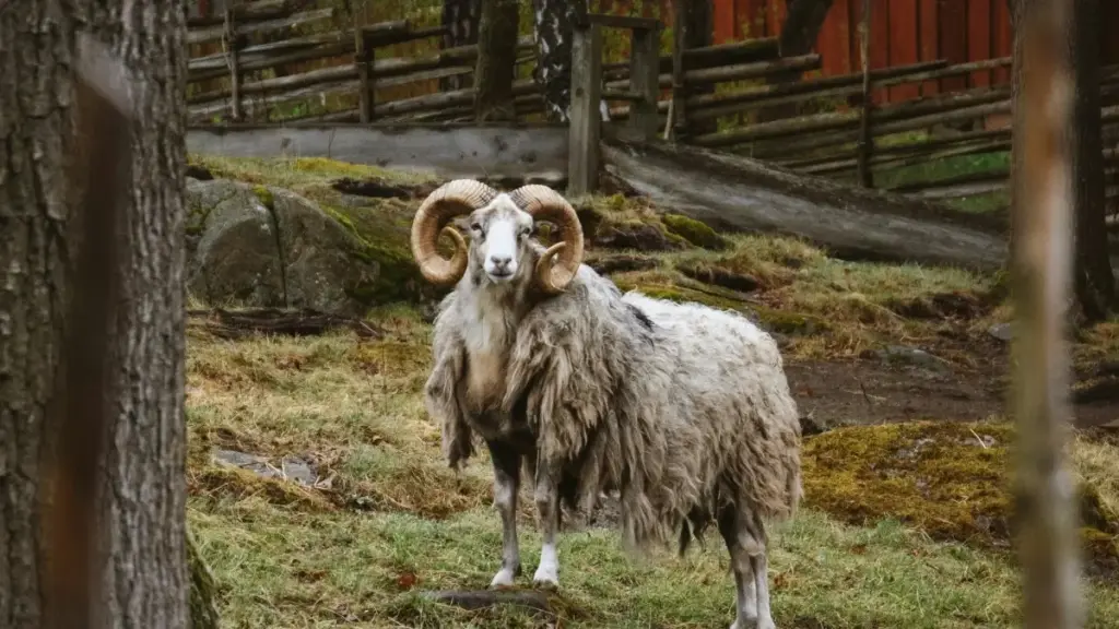 Icilande ukusanga aba Viber creators mu Sweden ukufumya ama wellness routines, amano ya local outreach, naku ba influencer trust.