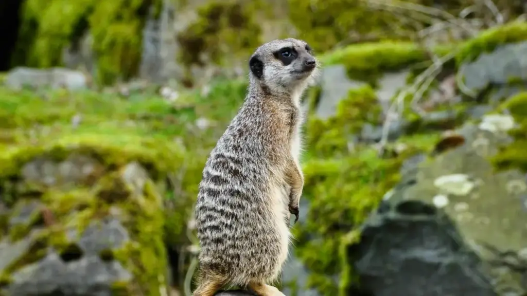 "Amashiwi ya mwebantu: ifya kulanda uko ulepela Mongolia brands pa Xiaohongshu kuti muleshite behind-the-scenes content; practical steps, outreach scripts, na quick tech tips."