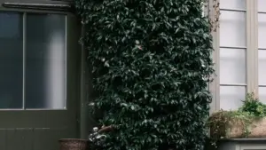 Iyi ni gwisu la ba creators ku Zambia: insambu shaisa ukusanga no kutumfya mu vkontakte, ukulandila PR packages na ukubomba unboxing videos.