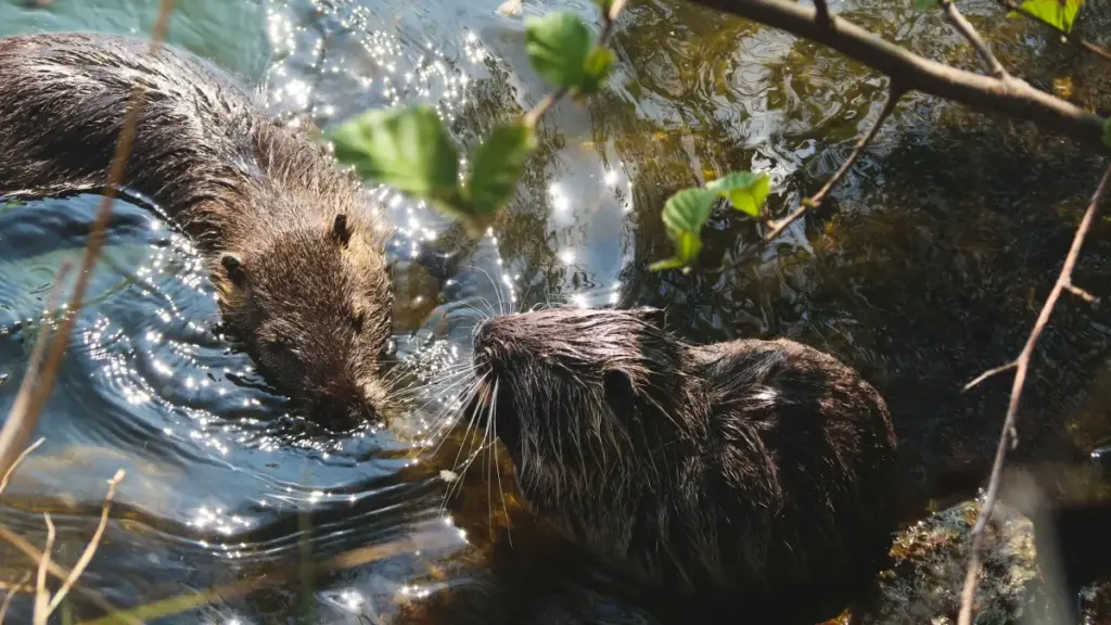 Ifyo abana ba Zambia balefwaya Poland Kuaishou creators pa livestreams — amano, insambu neshako yaba market.