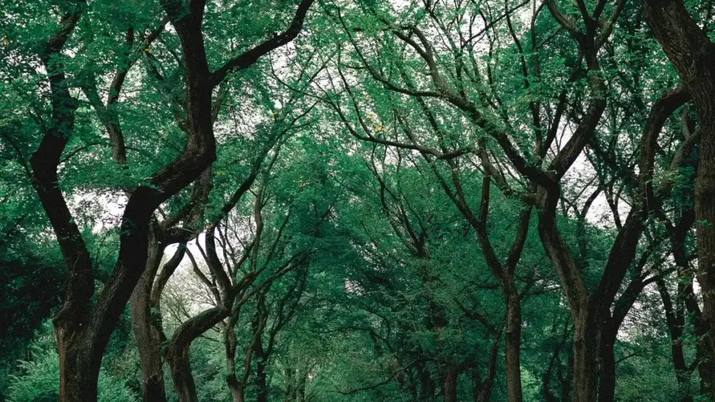 Nali mwine, nshakabila ukukwata umulandu — nomba nshakwete ubushimbe. Nomba nshakwete ukucita fye: natemwa ukusanga amaka ya bem-ZM ya technical ngo n...