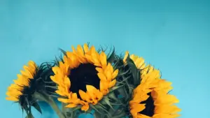 Iciyi cilefwaya aba advertiser mu Zambia: uko mulefwaya Belgium WeChat creators ukubomba product-led growth nokupeleka creator content bwino.