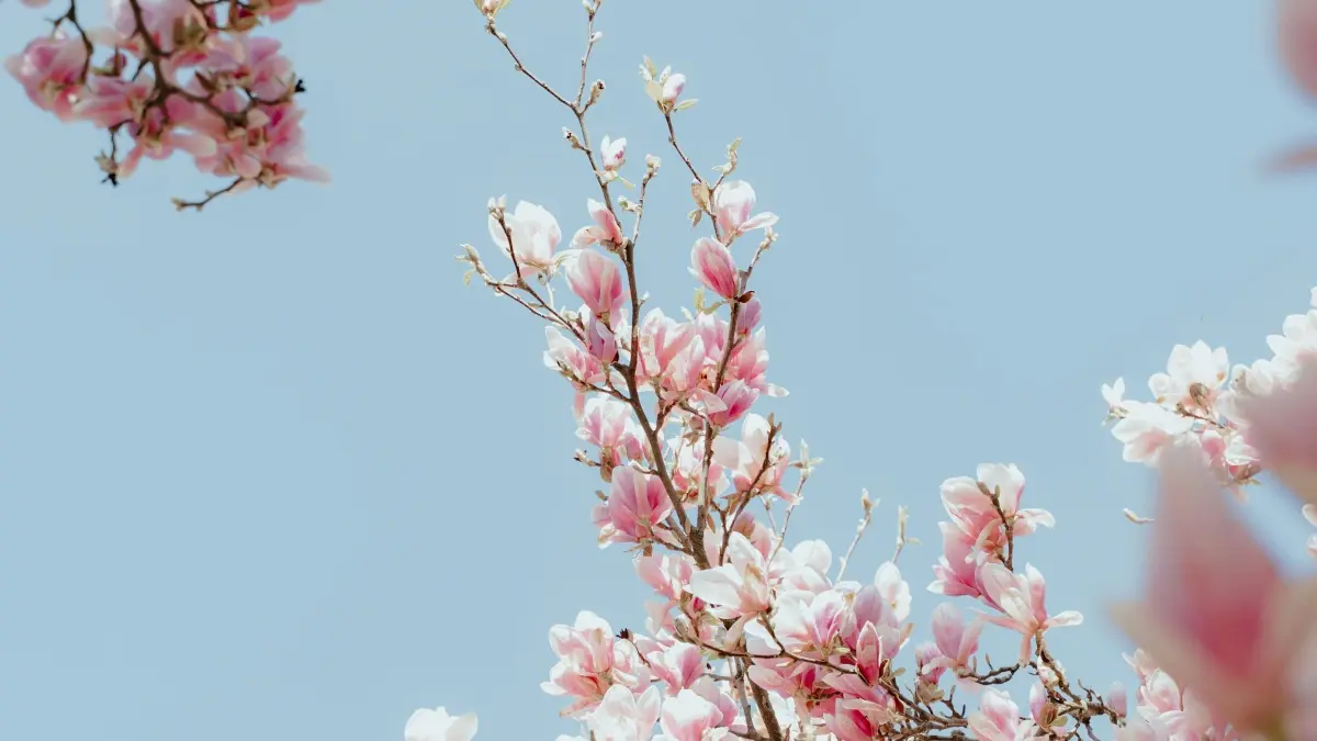 Ba Advertiser: Find US KakaoTalk Creators for Seasonal Deals