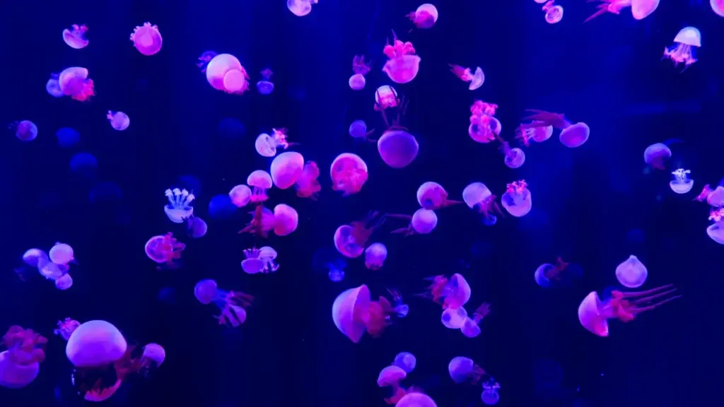 Ifyo ulepanga content ku Bangladesh brands pa Clubhouse — insambu zikushupa: amano ya localisation, timing, na community collabs ukukosa market ya target.