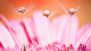 Mu guide iyi, ndemona ma tactics achi street-smart ku Zambia kuti ubomba reach Uzbekistan brands zili pa Netflix kupachila unboxing na testimonial clips.