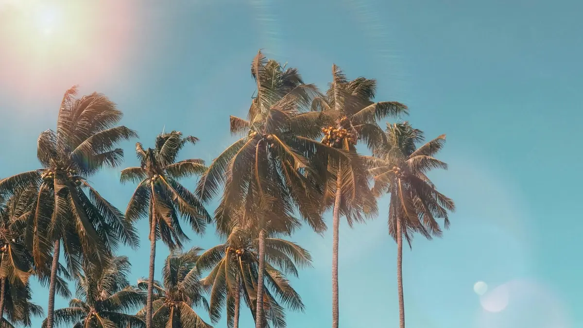 Advertisers Zambia: Shindika Costa Rica IG creators ba kweli