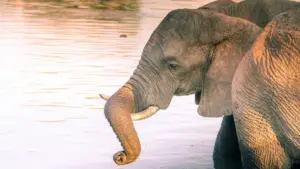 Ici ce guide ca bwalya ba creators ku Zambia uko balanda ku Reddit ukwabula brand za Iceland, ama tips yalikonse, na MaTitie VPN suggestion.