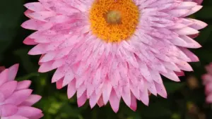 Ifwe ba advertiser mu Zambia — amano yalikwata pa kuteya Venezuela Clubhouse creators, ukucita traffic iya engaged into real leads. Practical, street-smart guide.