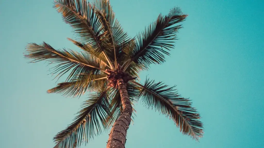 Amayanda ya mu Zambia: insambu shimisango pa kuti mwaishiba shani ukupela Canada Snapchat creators kuti basalile product seeding ku beauty bloggers.