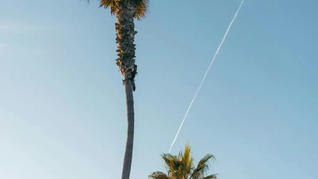 Umwenso wa creator ku Zambia: ama steps, channels, na networking tips ukwabula Finland brands pa Lazada kuti muletele trending products review.