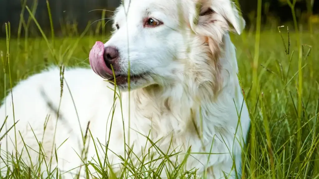 Ici ka mu ng'anda — isho kuti ba creator mu Zambia balefwaya ukucita seeding na Netflix brands mu Ukraine: amano, imilimo ya micro creators, nelyo tools shakwa Devotion neRamdam.