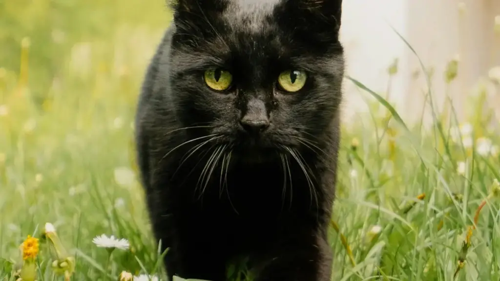 Ushilapo na ifyo waipushe ba creator ku Argentina pa KakaoTalk, nelyo wa cimfya product-led growth na content isha pesa. Ifyakupepelako nifyo.