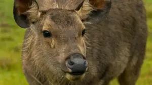 Mwebo advertisers ba Zambia, ino nkonkani ya fwaya ba Denmark Twitch creators aba nga ba twatisha traffic ya fitness apps: uko babasanga, uko babafishya, na ma tactics yaku converta.