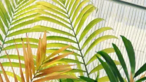 "Umpepi wa njira ya kusanga creators ba Douyin ku Cyprus ukuze mulekenye viral unboxing campaigns — mfumo wakusambilila ku ma models yakulya control, tools, na street tactics."