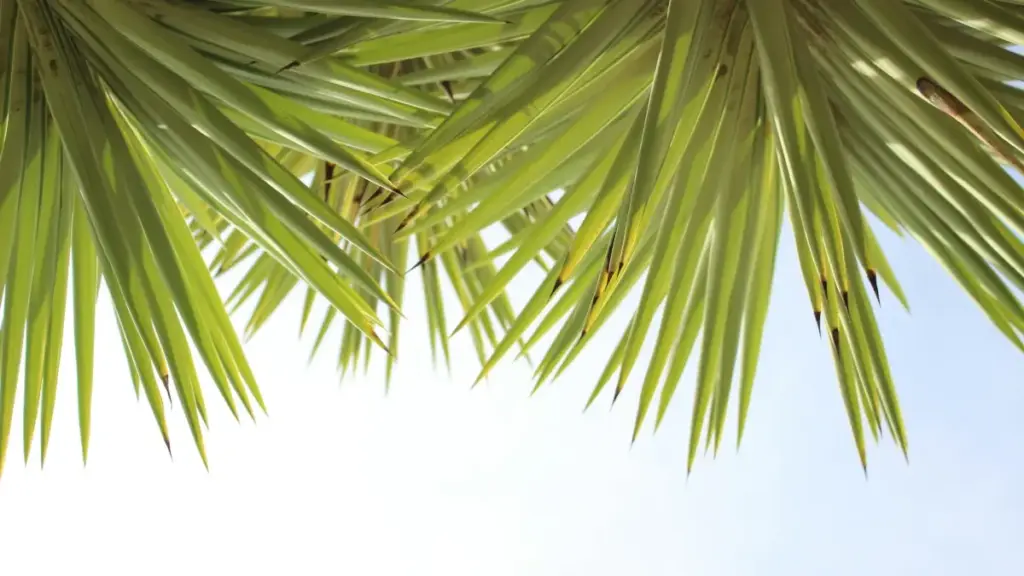 Limo lya kufika ku brands ya Malta pa Facebook no kusenda signups ya online courses nelyo ku Zambia. Tufunda insoke, trends, no ma tactics ya kwikata bwino.