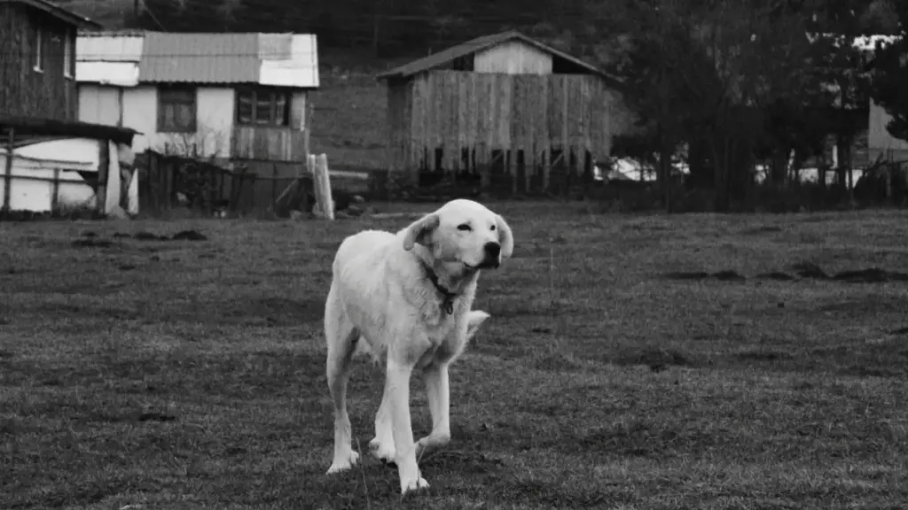 Ifyo cakufwaya abalenga bacita pa Apple Music mu Mexico no kushimikila sustainability mu creator-led campaigns, pano pali njira ya ku finda no ku managea bwino.