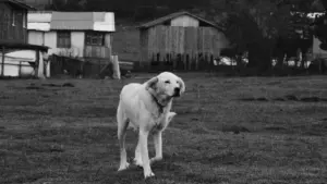 Ifyo cakufwaya abalenga bacita pa Apple Music mu Mexico no kushimikila sustainability mu creator-led campaigns, pano pali njira ya ku finda no ku managea bwino.