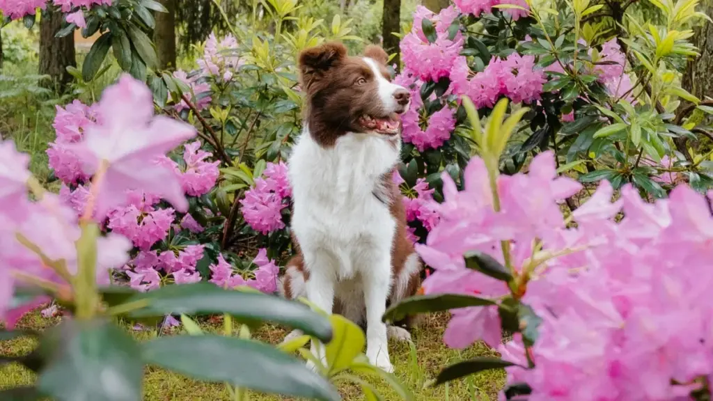 Fwaya icipe mu Zambia: ifi waishibila Qatar brands pa Xiaohongshu, ukufika ku marketers bwino, no kushimikila healthy habits nga imwe ni creator.